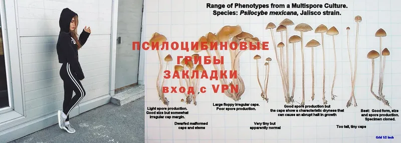 Псилоцибиновые грибы Psilocybine cubensis  Азов 