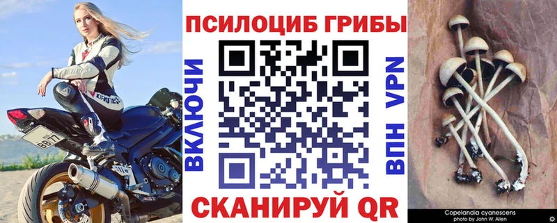 Псилоцибиновые грибы Psilocybe  omg как войти  Азов  наркошоп 